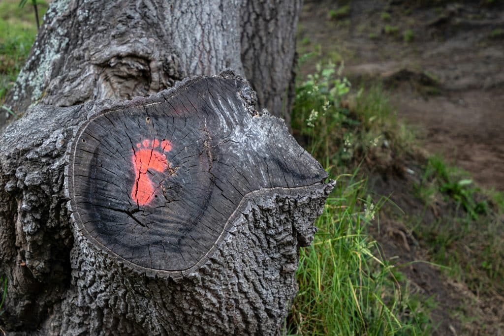 Reducing carbon footprint with virtual solutions a painted red foot on a tree trunk